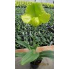 Paphiopedilum Cocoa Green