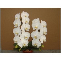 King Elizabeth King Elizabeth / 2