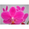 Orchid KOC267