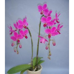 Orchid KOC267 / 2