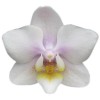 Orchid Fragrance 8699