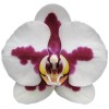 Orchid 8706