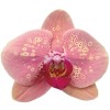Orchid 9073