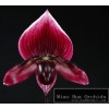 paphiopedilum - Whole Sale