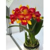 Mid type Cattleya Orchid