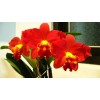 Mini type Cattleya Orchid