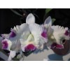 Mid type Cattleya Orchid (CF260)