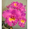 Max type Cattleya Orchid
