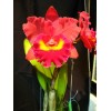 Max type Cattleya Orchid (CF243)