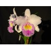 Max type Cattleya Orchid (CF267)