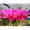 Mid type Cattleya Orchid (CF258)