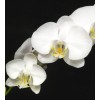 phalaenopsis SW1014