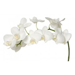 phalaenopsis SW1014 / 2
