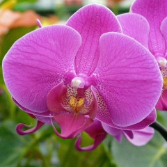 phalaenopsis SW1003 / 2