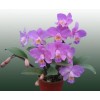 Cattleya Orchid