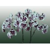 Phalaenopsis (Butterfly Orchid)