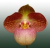 Paphiopedilum