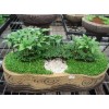 Miniature Potted Garden