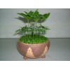Miniature Potted Garden
