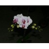 Phalaenopsis Orchid