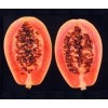 organic fruits and vegetables seeds