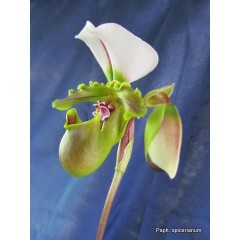 Paph. species / 2