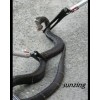 SNAKE TONGS