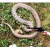 SNAKE CATCHER TOOL