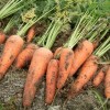 Organic carrots