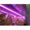 LED Plant Growing light