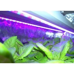 Plant growing light