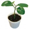 Biodegradable & Compostable Seedling pot