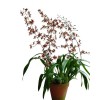 Oncidium Cocoa Cesar