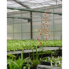 Oncidium Cocoa Cesar / 2