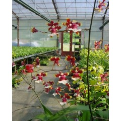 Oncidium Cocoa Cesar / 3