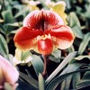 Paphiopedilum Cocoa Red