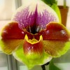 Paphiopedilum In-Charm Circle