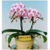 Orchid Phal.Brother Sring Dancer