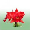 Orchid Pot.Hey Song “Tian Mu”