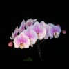 Orchid PM195