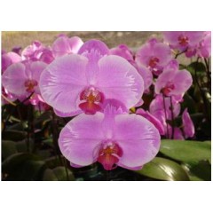 Orchid PM209 / 2