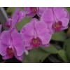 Orchid PM209