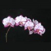 Phalaenopsis HO-502