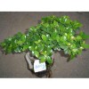 Ficus Grafted