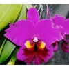 Orchid Blc. Heron's Roon 'Grape Land'