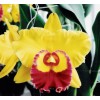 Orchid Blc. Chunyueh 'Good Life #1'