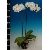 Phalaenopsis K52103