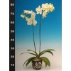 Phalaenopsis K50701
