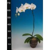 Phalaenopsis K42102