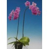 Phalaenopsis K97501